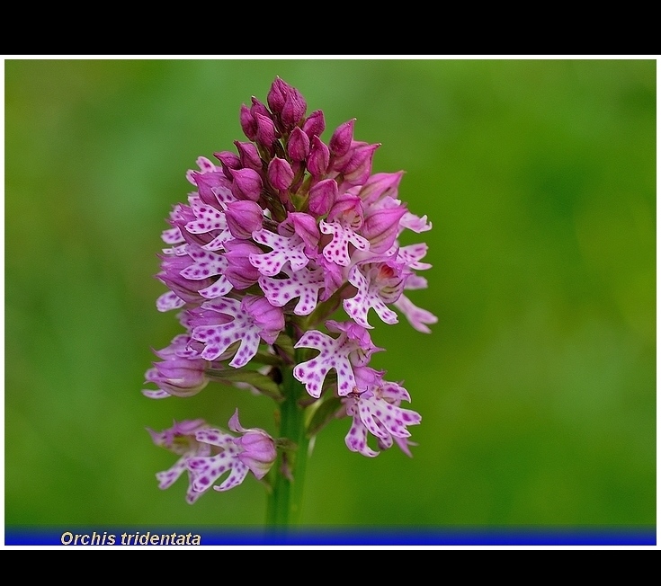 orchis tridentata