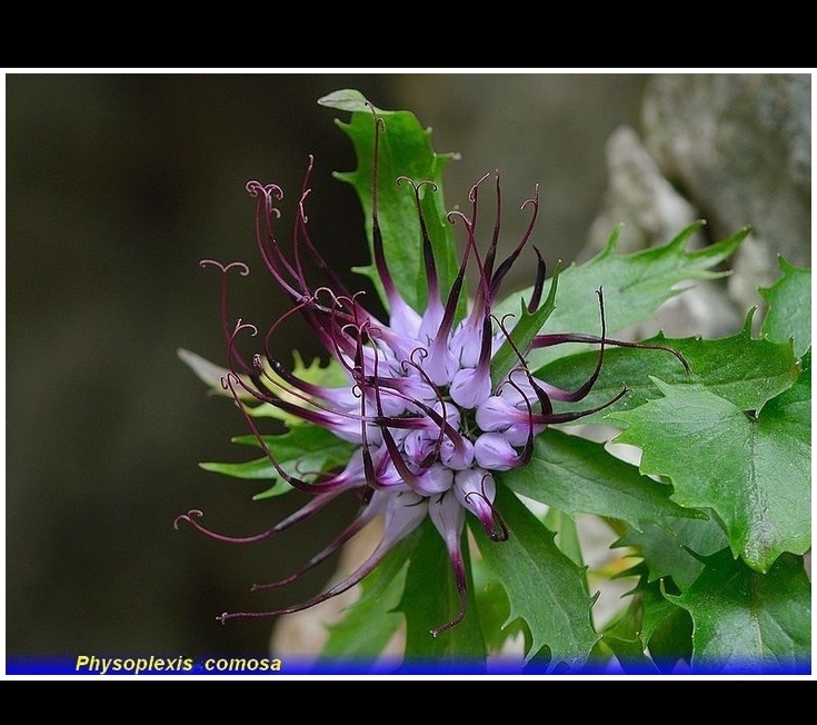 physoplexis comosa
