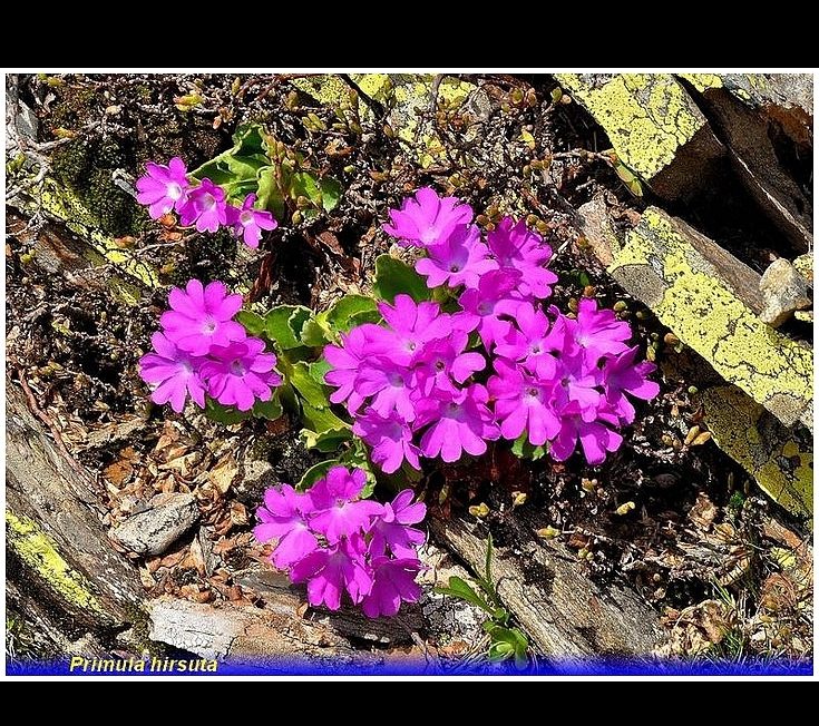 primula hirsuta