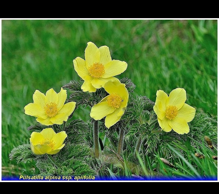 pulsatilla alpina ssp. apiifolia
