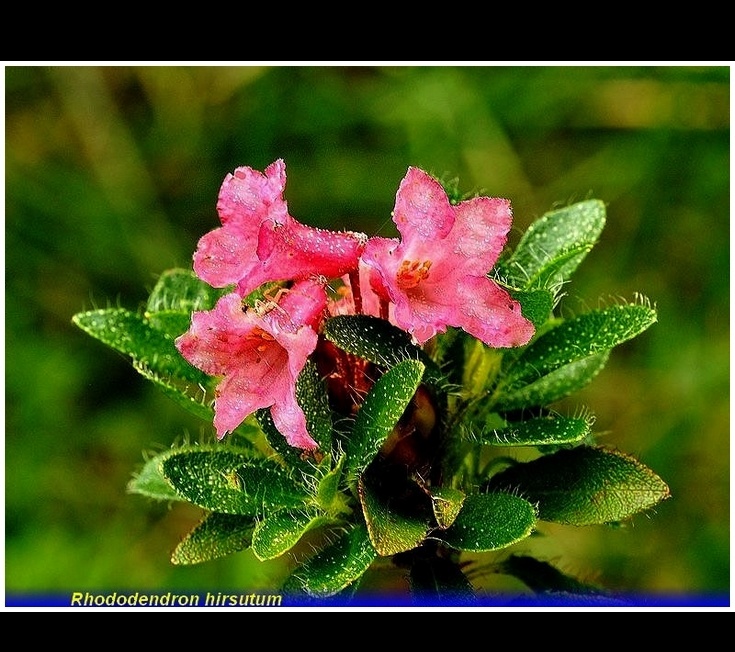 rhododendron hirsutum
