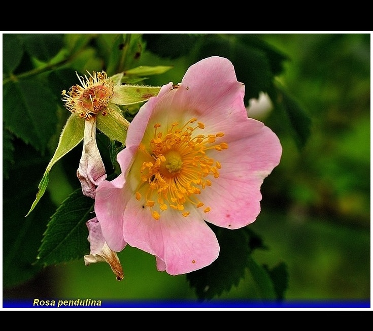 risa pendulina