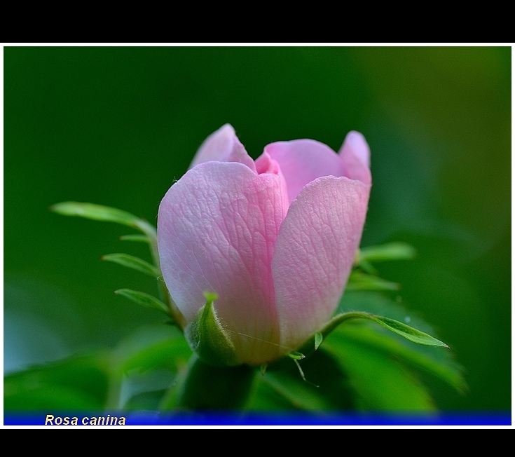 rosa canina