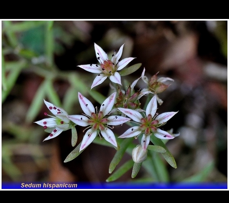 sedum hispanicum