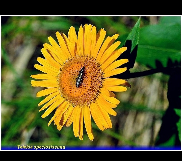 telekia speciosissima