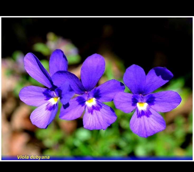 jquery slideshow
