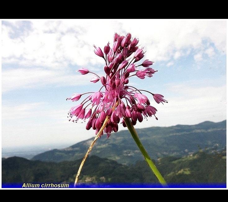 allium cirrhosum