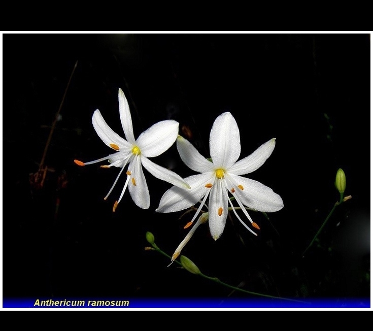 anthericum ramosum
