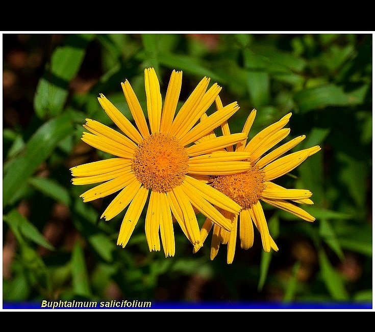 buphtalmum salicifolium