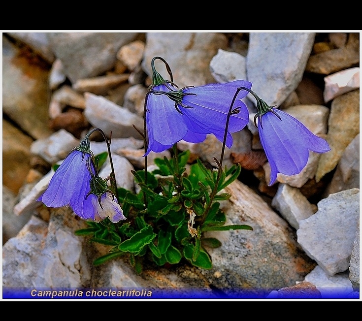 campanula chocleariifolia