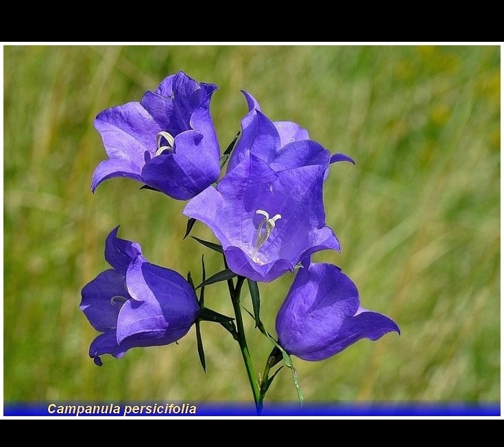 campanula persicifolia