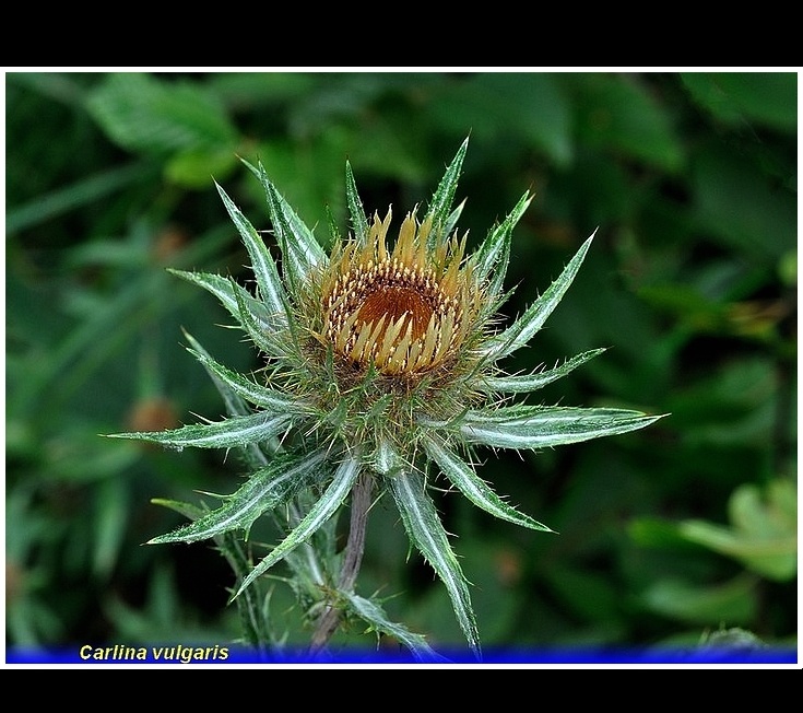 carlina vulgaris