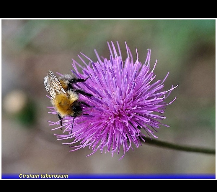 cirsium tuberosum