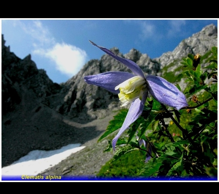 clematis alpina