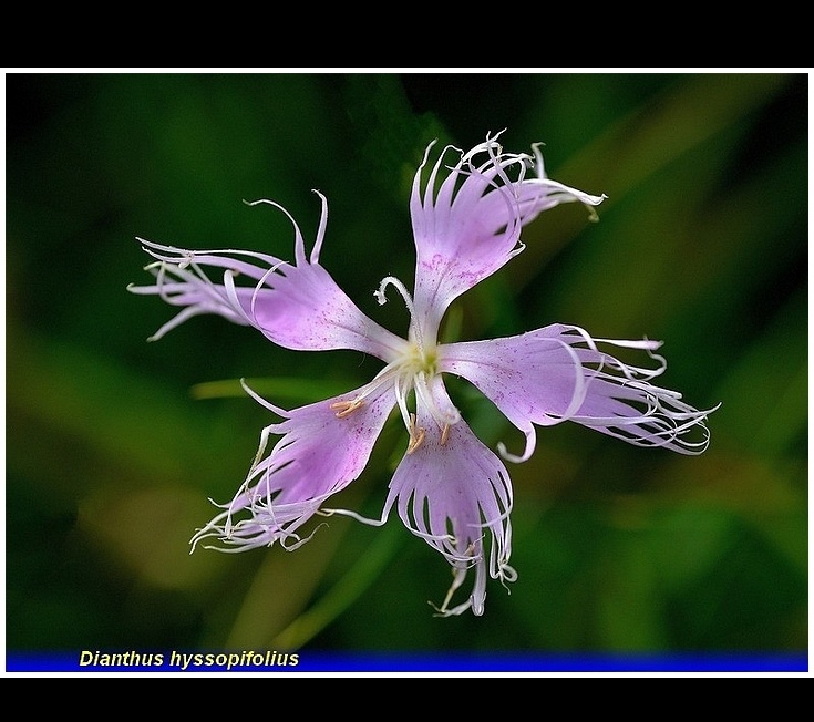 dianthus hyssopifolius