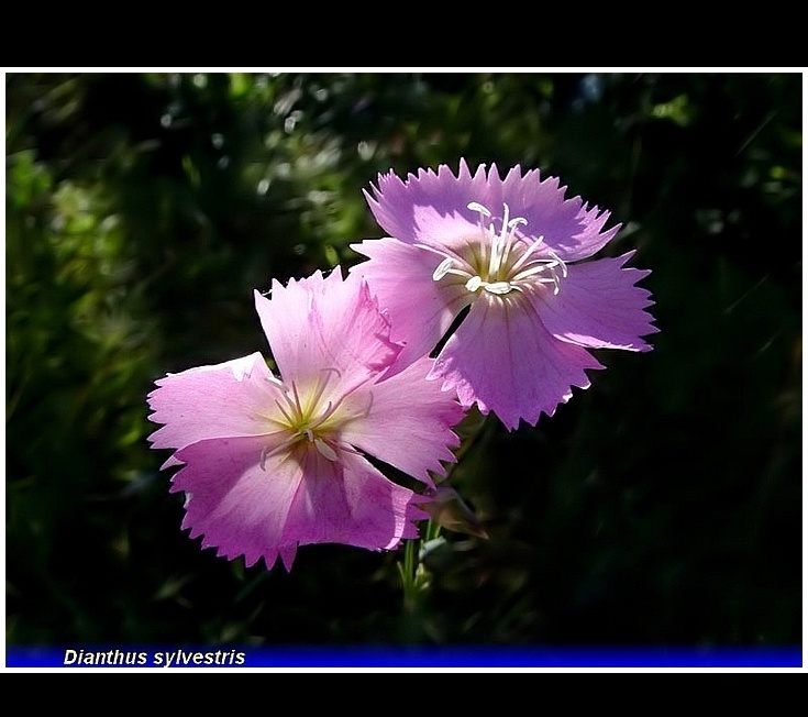 dianthus sylvestris