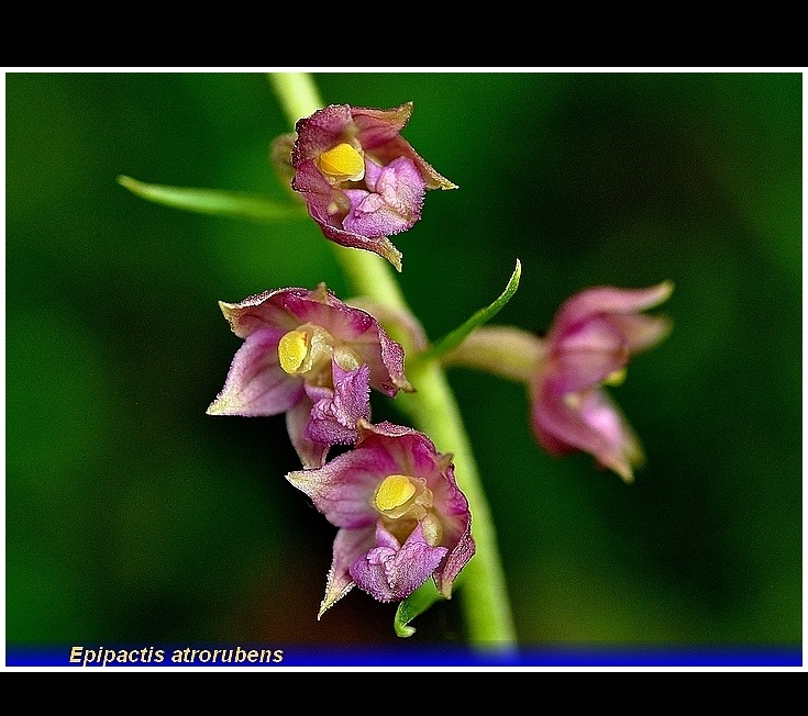 epipactis atrorubens