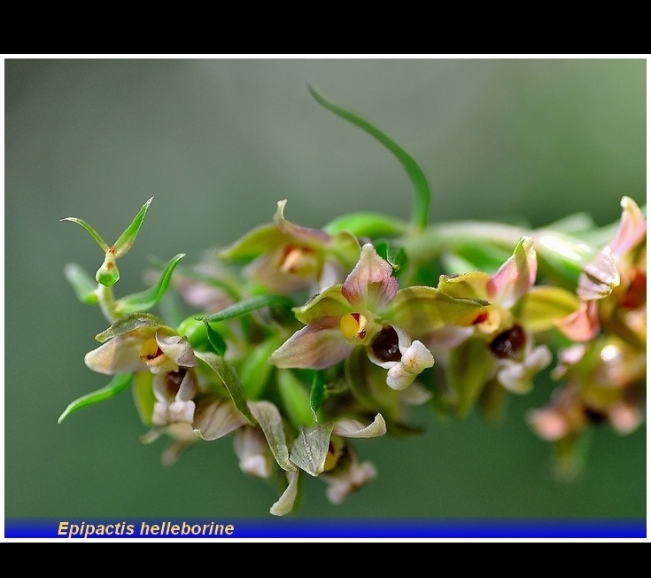 epipactis helleborine