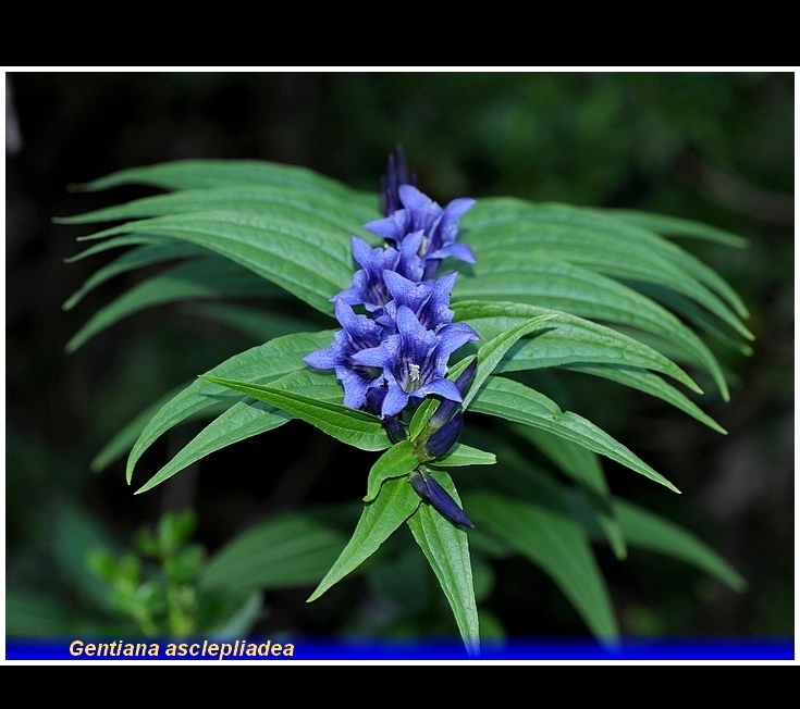 gentiana asclepliadea