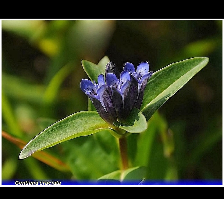 gentiana cruciata