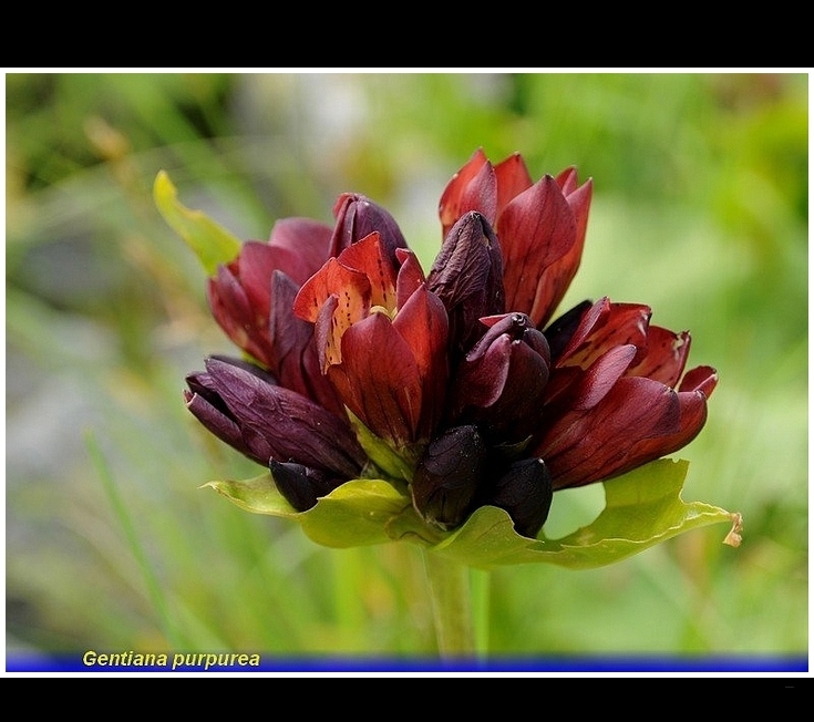 gentiana purpurea