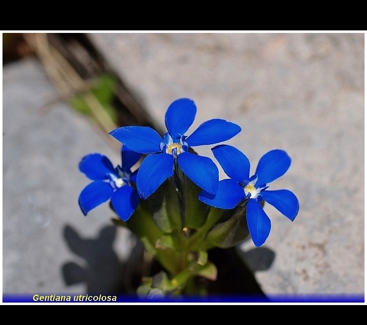 gentiana utricolosa