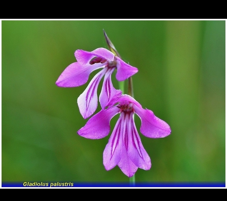 gladiolus palistris