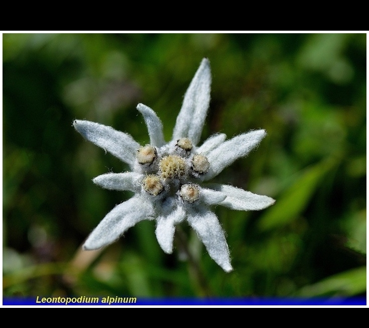 leontopodium alpinum