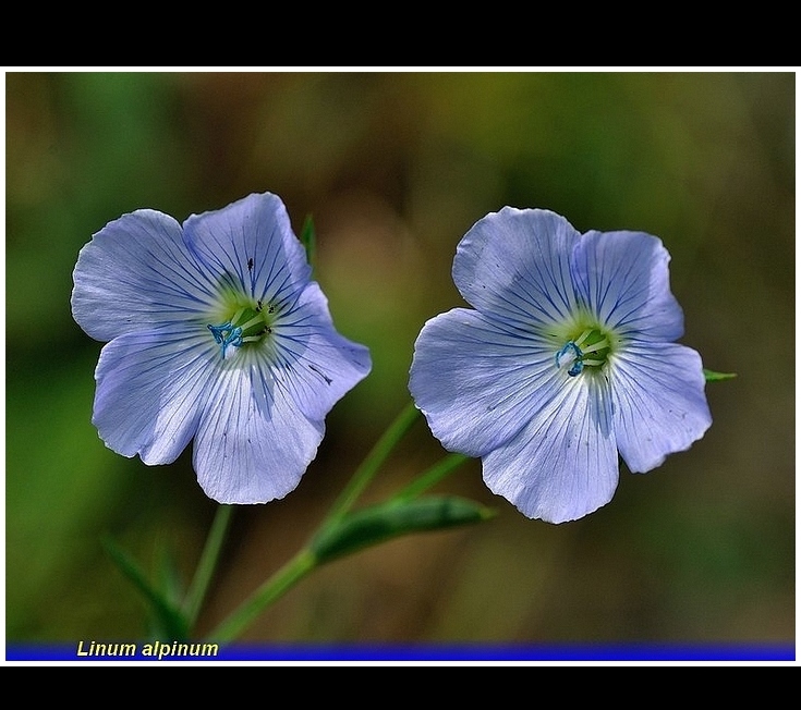 linum alpinum