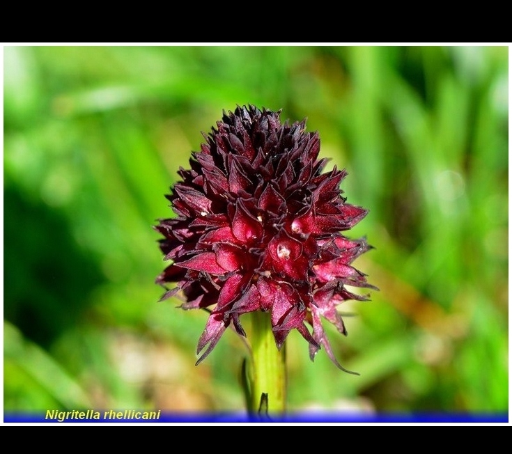 nigritella rhellicani