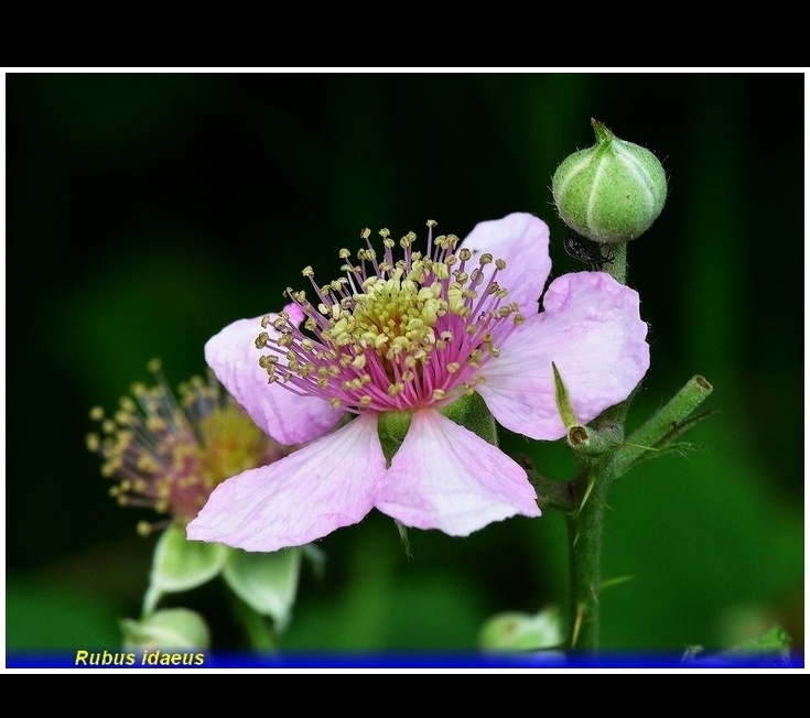 rubus idaea