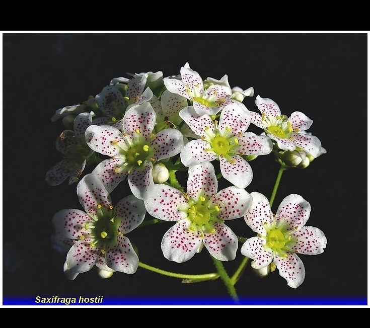 saxifraga hostii