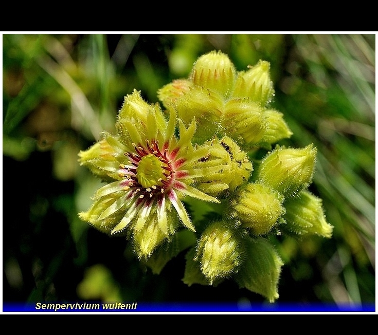 sempervivium wulfenii