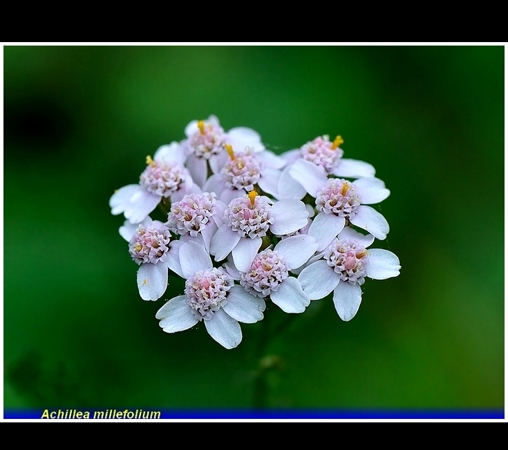 achillea millefolium