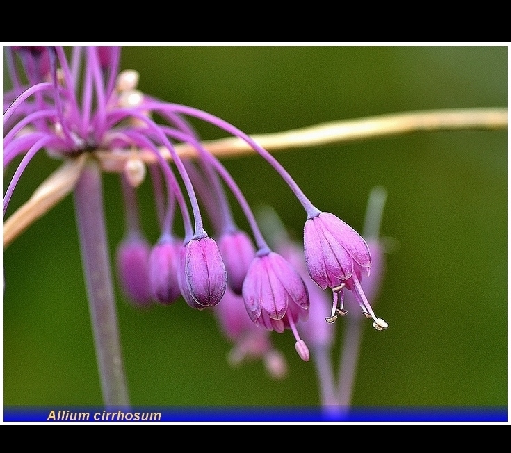 allium cirrhosum