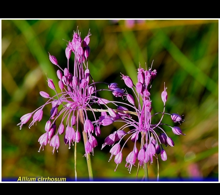 allium cirrhosum .