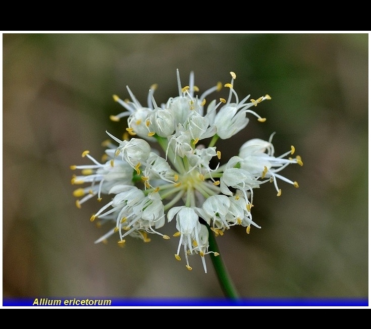 allium ericetorum