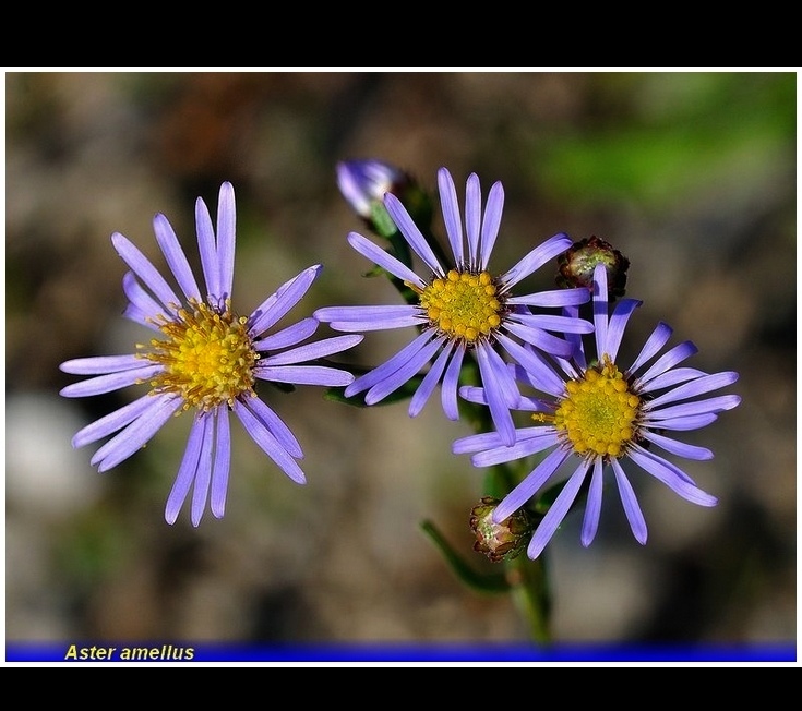 aster amellus