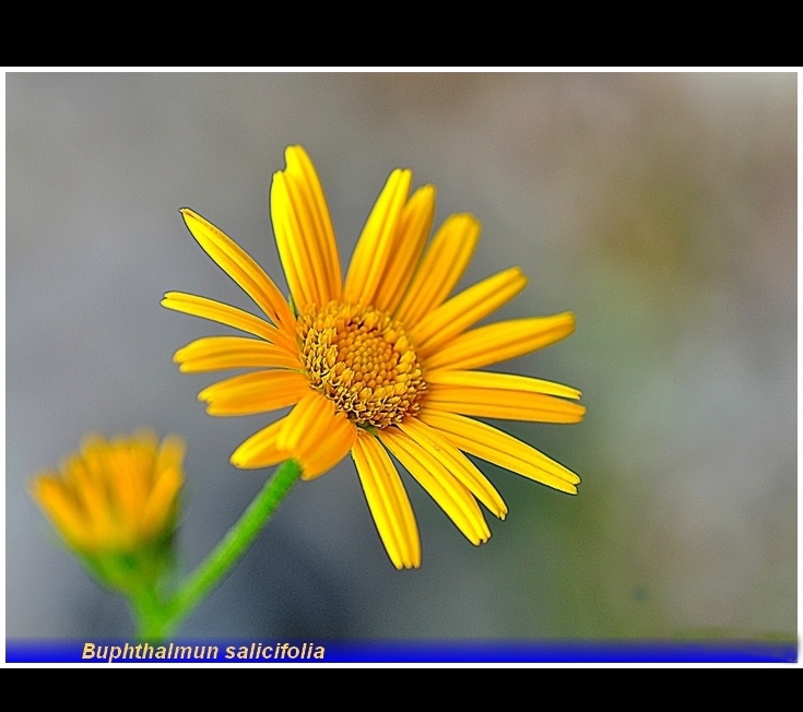 buphthalmun salicifolia