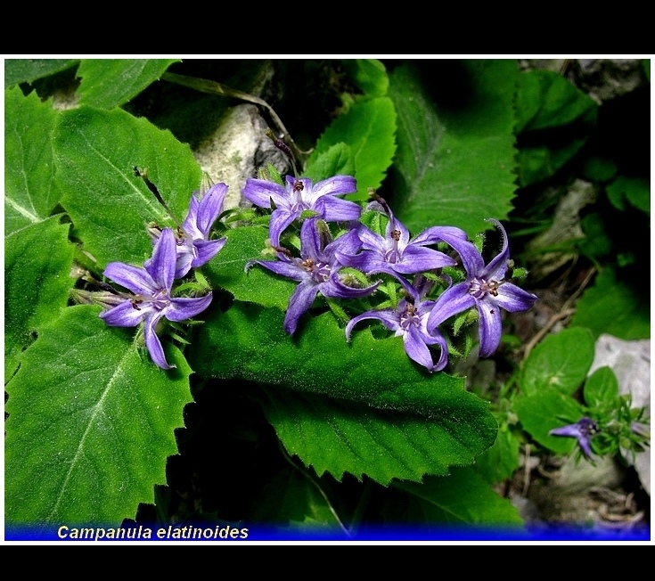 campanula elatinoides