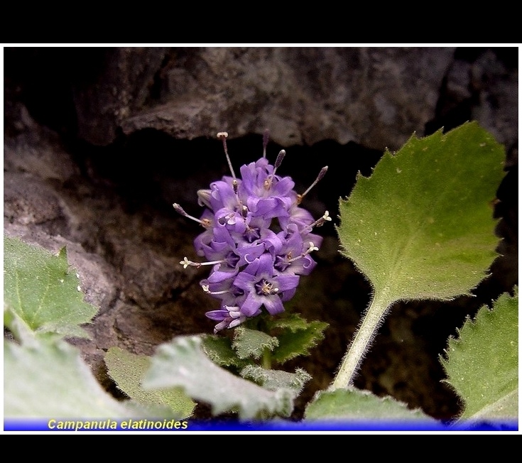 campanula elatinoides .