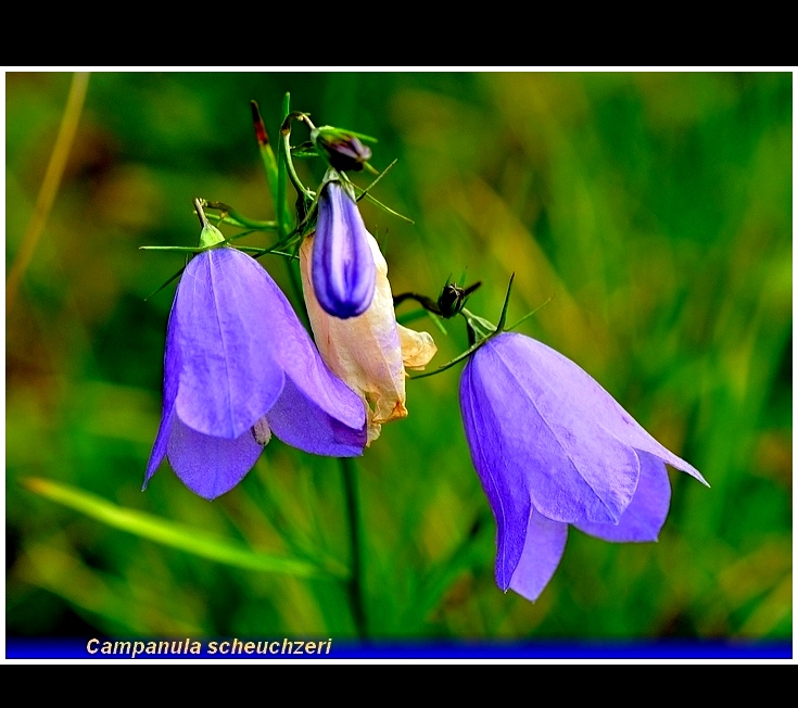 campanula scheuchzeri