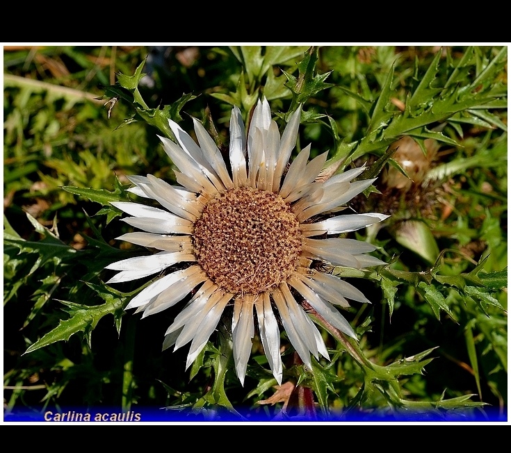 carlina acaulis