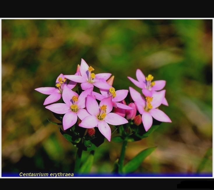 centaurium erythraea