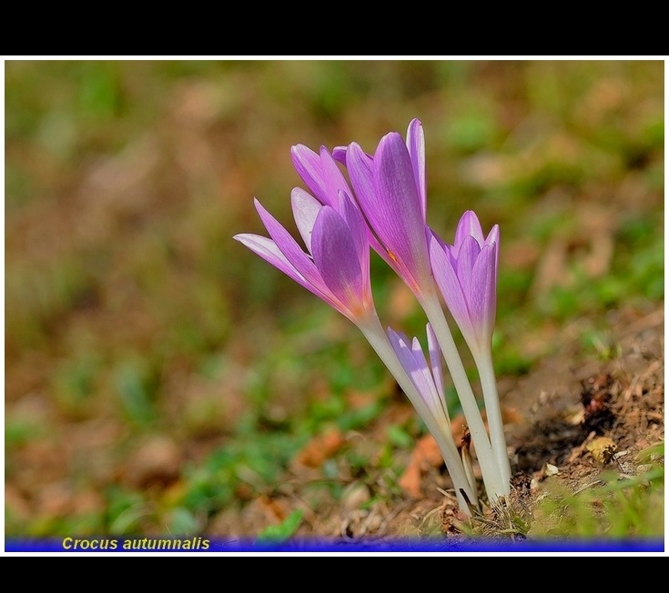 crocus autumnalis