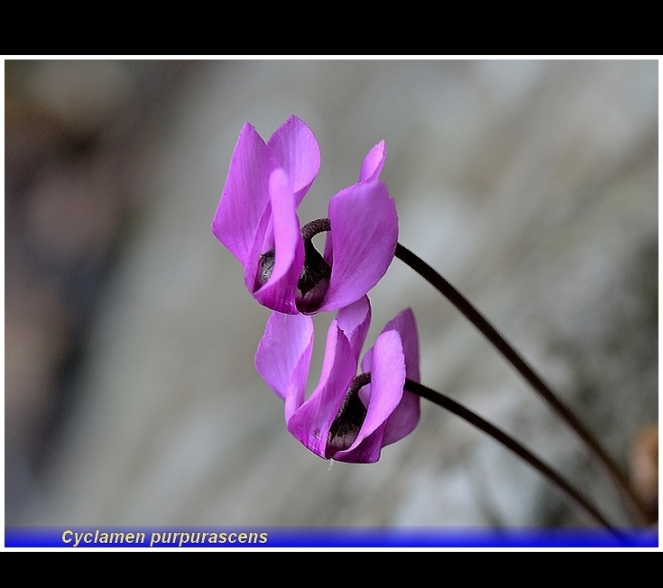 cyclamen purpurascens