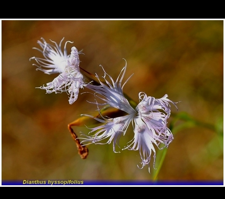 dianthus hyssopifolius