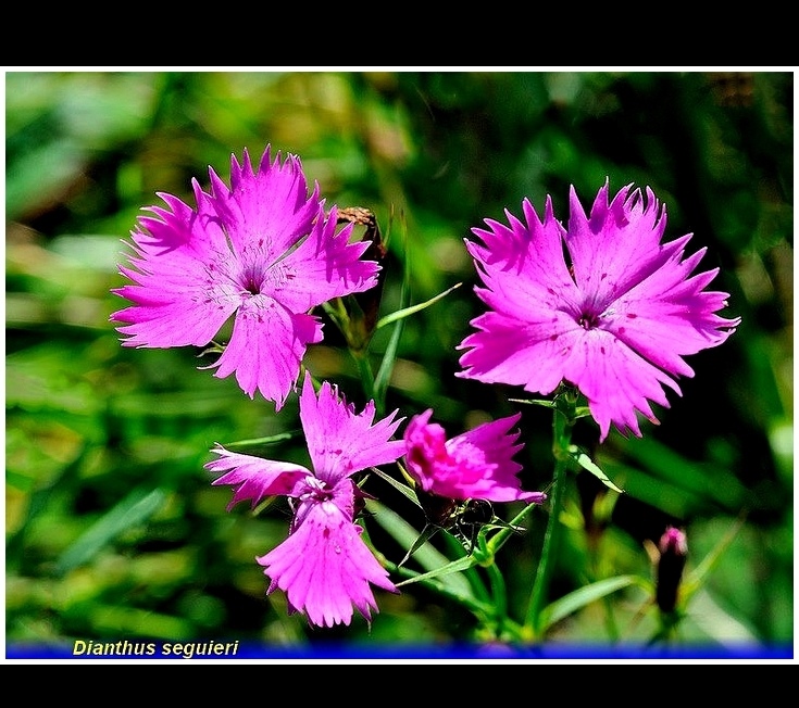 dianthus seguieri