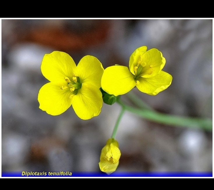 diplotaxis teniufolia