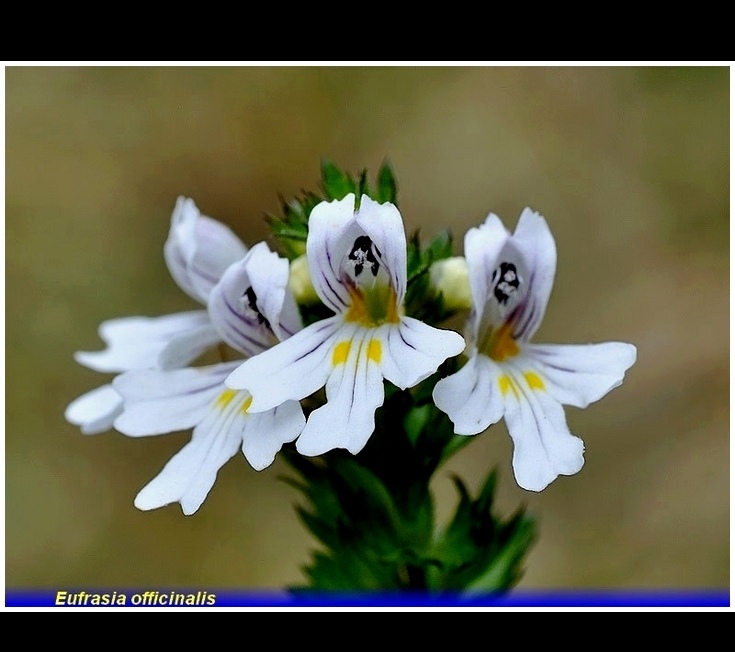 eufrasia officinalis